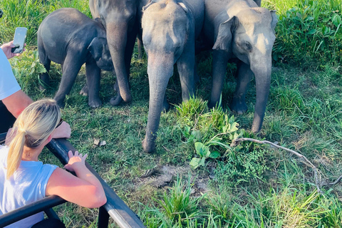 Sigiriya/Dambulla/Habarana: Safari i Minneriya nationalpark