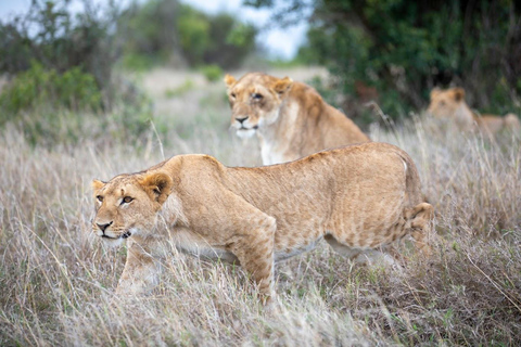 Safari con pernottamento a Ol Pejeta Conservancy