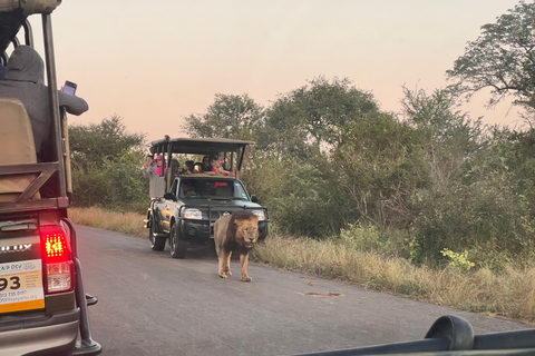 Safari de un día en Johannesburgo - Aventura Pilanesberg Big 5