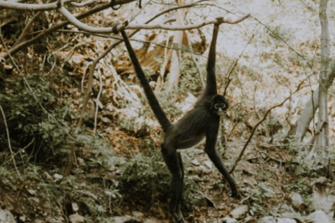 Palenque: Sentiero della giungla di Lacandona - Avventura ecoturistica