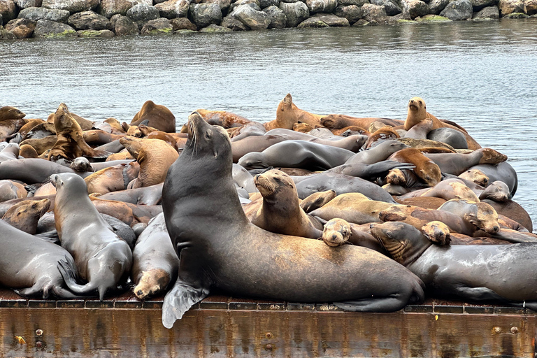 Los Angeles: Redondo Beach Glazen Bodem Boot Cruise