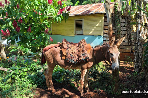 Dominikanska republikens landsbygdssafari från Puerto Plata