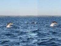 Pula, Brijuni Sunset Dolphin Watching Tour con cena/bebidas - Hizvo
