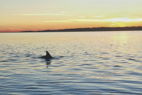 Hilton Head Island: croisière au coucher du soleil avec les dauphins