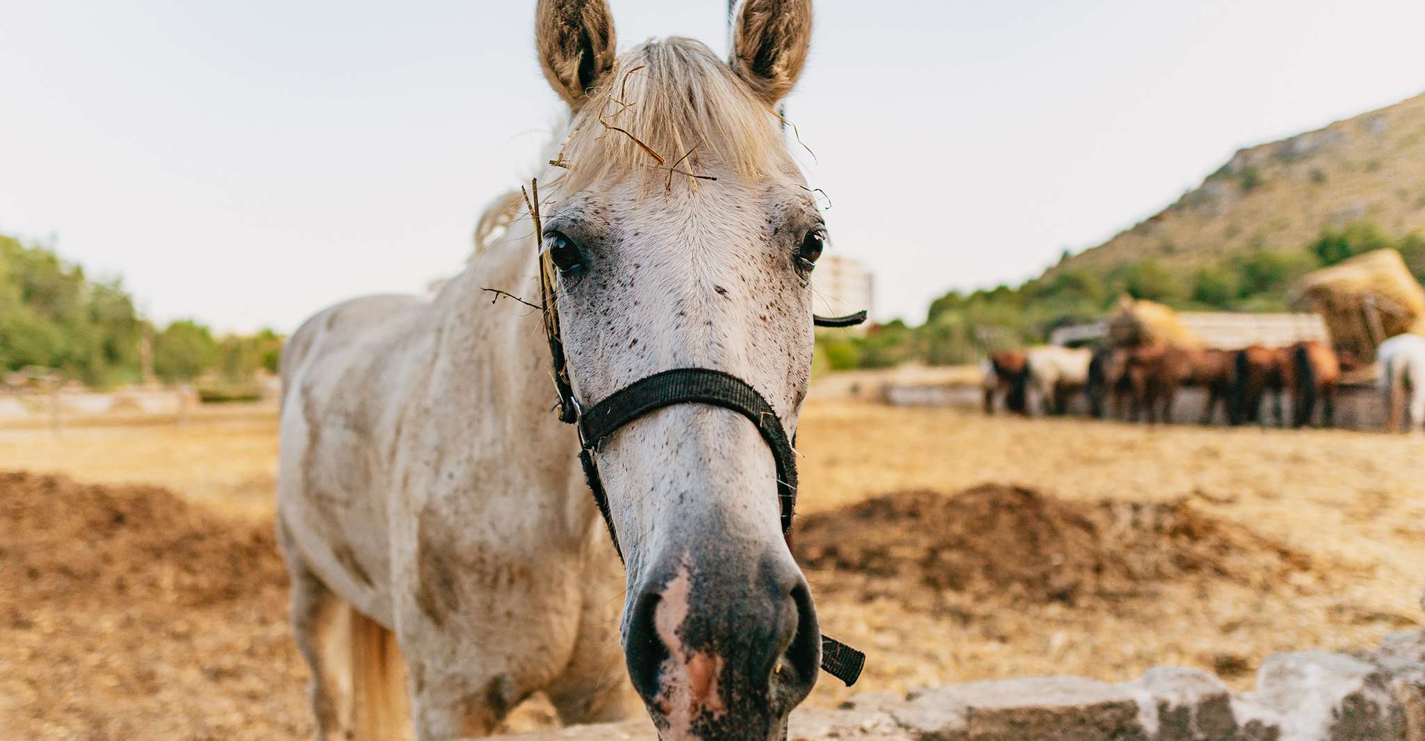 Maiorca, esperienza di equitazione di montagna con opzione brunch - Housity