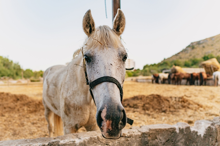 Mallorca: Mountain Horse Riding Experience met brunchoptiePaardrijtocht van 2 uur met ontmoetingspunt