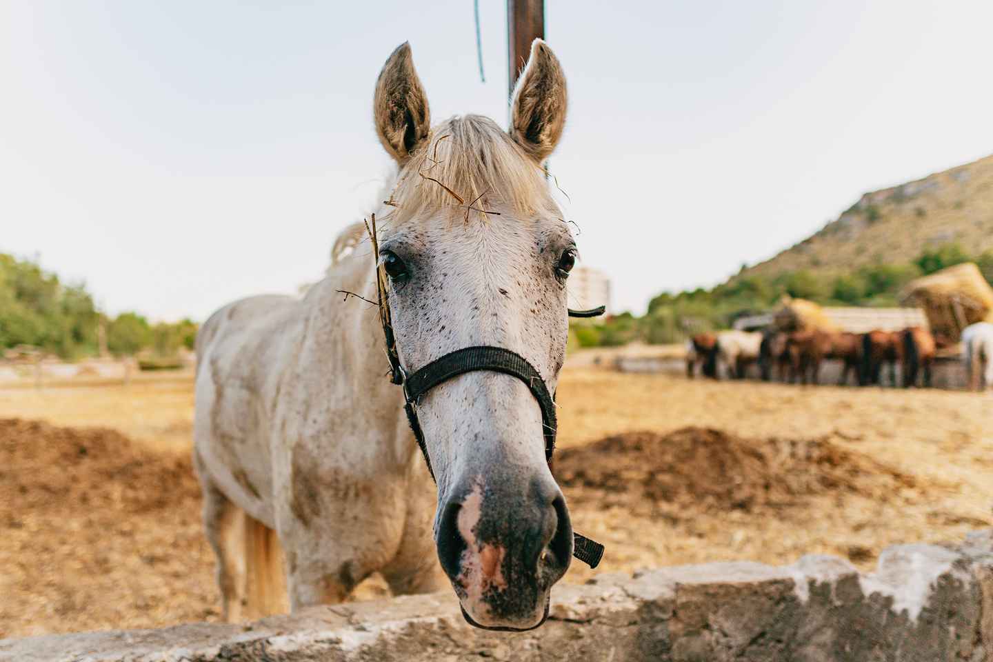 Mallorca: Horseback Riding Experience with Food Options
