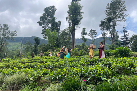 Colombo: Nuwara Eliya: Jardins de chá, charme colonial e chá da tarde