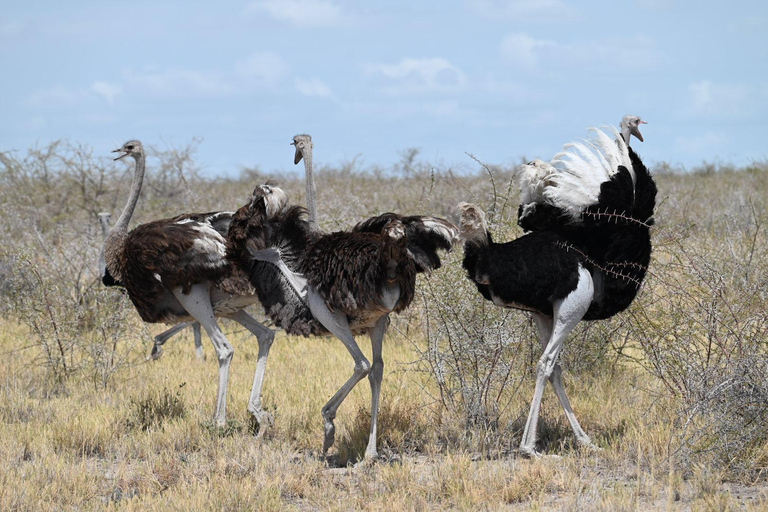 From Namibia to Botswana and Vic Falls: 15 Days Guided Lodge