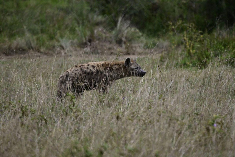 Nairobi: Lake Nakuru National Park and Lake Naivasha Tour