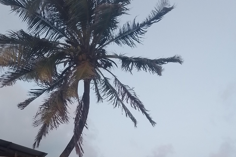 Mombasa: Private City Tour with street food and Haller Park