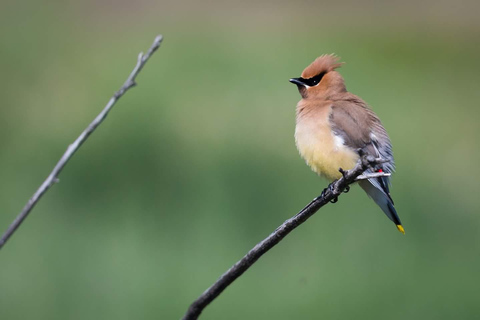 Denver: Rocky Mountain National Park Wildlife TourHalbtagestour