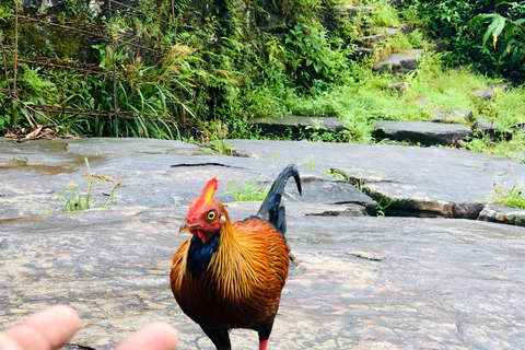 Kandy: Adam's Peak Guided Hike with Snacks and Pickup Nuwaraeliya: Adam's Peak Guided Hike with Snacks and Pickup
