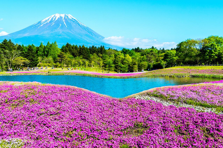 Mt.Fuji:Lake Kawaguchi,Yamanaka & Onsen Day Tour From Tokyo 8:30am pick-up at Shinjuku Station