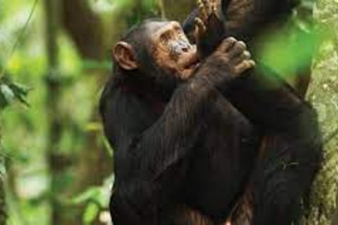 Een 4-daagse chimpansee trektocht in Rwanda