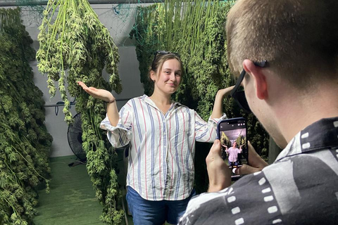 Private Medellín Cannabis Culture Tour with Lunch & Tasting