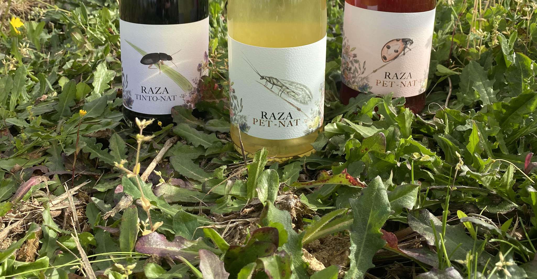 Vins naturels Quinta da Raza - Hizvo