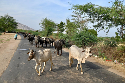 Udaipur: Day Trip to Ranakpur, Kumbhalgarh & Leopard Safari
