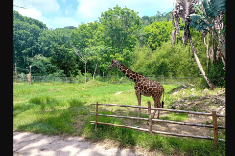 Cebu Safari: Experience Wildlife Up Close