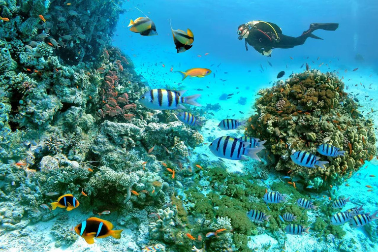 Marsa Mubarak Sea Turtles Trip with Optional Diving with 1 Intro-dives, Snorkelling, Lunch
