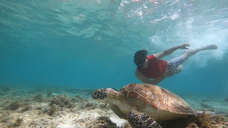 Cebu: Moalboal Sardine Snorkel and Kawasan Canyoneering Tour | GetYourGuide