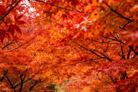 从台北或台中出发：2 天阿里山和日月潭之旅从台北出发：四座商务车