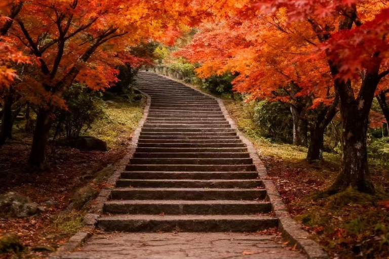 从台北或台中出发：2 天阿里山和日月潭之旅从台北出发：四座商务车