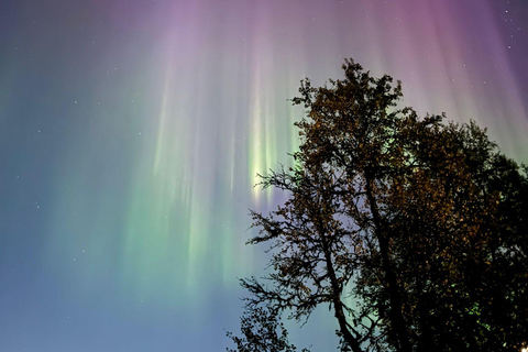 Saariselkä: Tour dell'aurora boreale e delle slitte trainate da renne