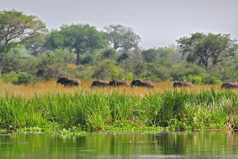 7-dniowe luksusowe safari na gorylach, szympansach i dzikiej przyrodzie w Ugandzie