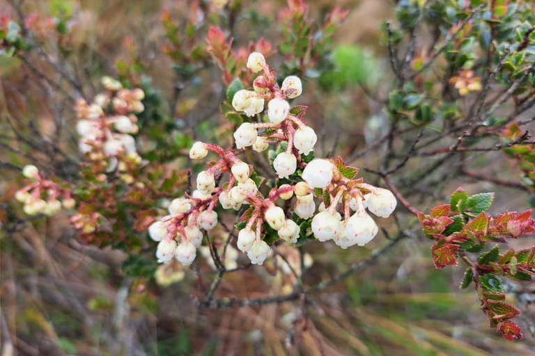 Le páramo, source d&#039;eau et gardien de la vie - RandonnéePáramo, source d&#039;eau et gardien de la vie - Randonnée
