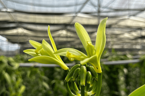 بينانج: جولة مزرعة قرية الفانيليا بواسطة كايروس