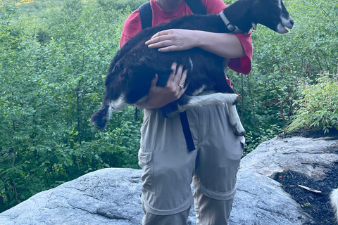 Quebec City: Guided Goat Hike & Beaver Dam Visit with Picnic