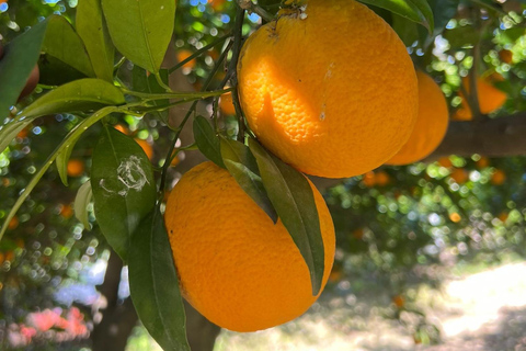 Lato: Crociera in catamarano elettrico, cascata, Seleukia, moschea