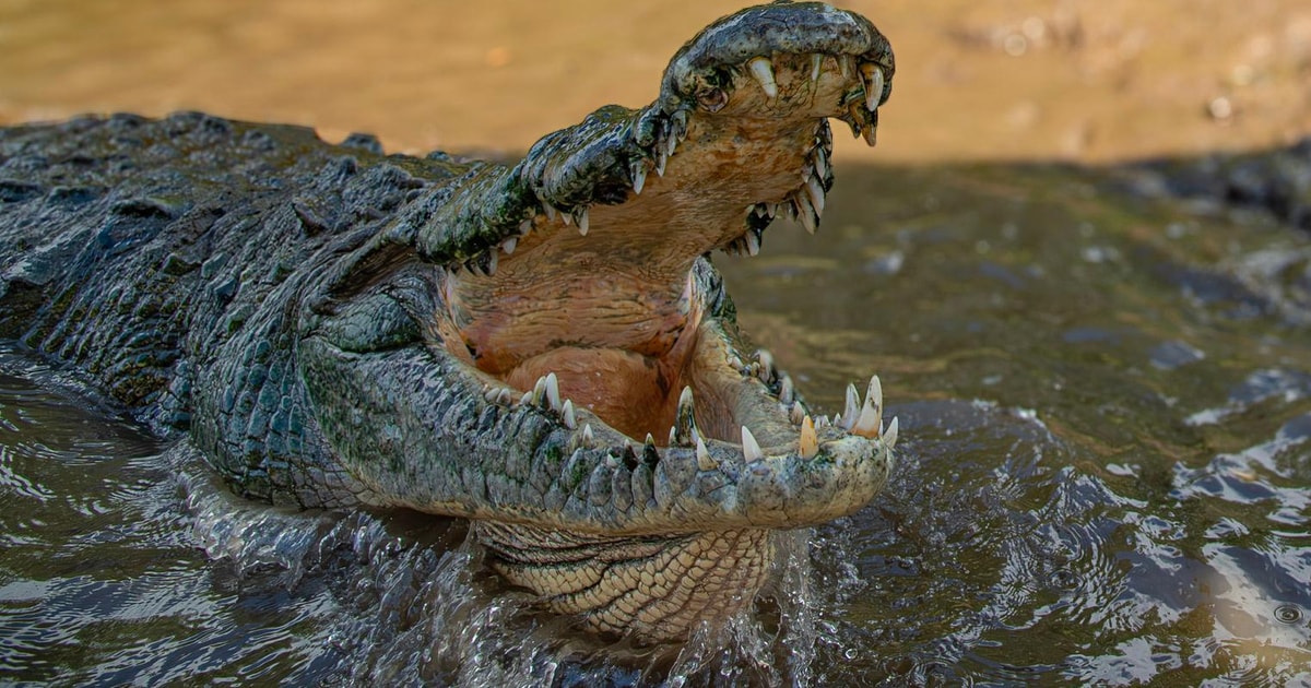 From Jacó: Crocodile Mangrove Boat Tour with Beach visit - 2026