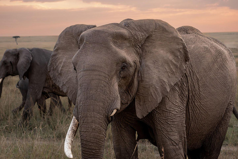 Nairobi: Safari de 3 dias em Maasai Mara com alojamento.AW