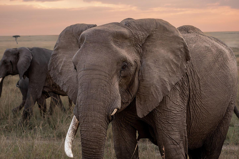 Nairobi: Safari de 3 dias em Maasai Mara com alojamento.AW