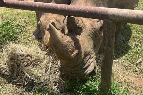 From Kampala: Entebbe Zoo, Reptile Village, & Gardens Tour