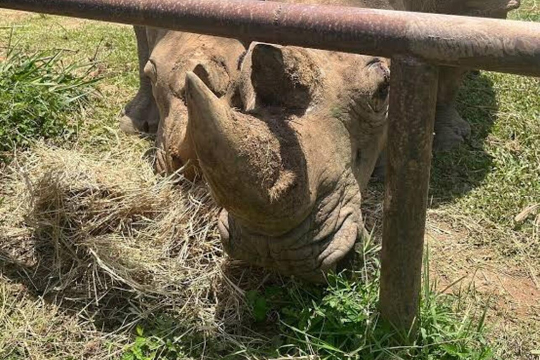 From Kampala: Entebbe Zoo, Reptile Village, & Gardens Tour