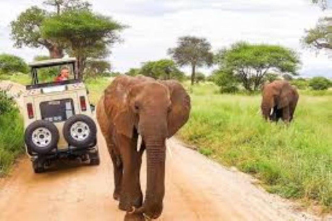 Nairobi: Amboseli National Park Day Tour with Lunch Amboseli National Park Day Trip with lunch private tour.