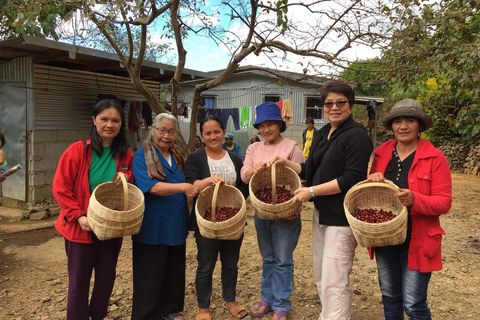 TAGAYTAY :Coffee Experience Amadeo Farm Tour & Tasting