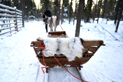 Levi: Reindeer Sleigh Ride 600m in Enchanting Forest