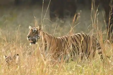 Jaipur: Private 2-Days Jaipur City Tour & Ranthambore Safari