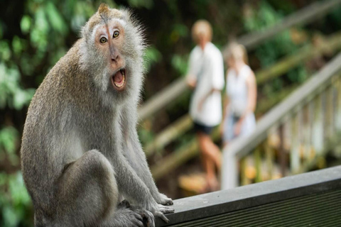 Ubud: Monkey Forest, Rice Terrace ticket included