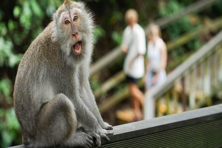 Ubud: Monkey Forest, Rice Terrace ticket included