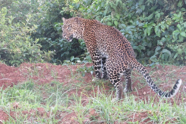 Nairobi:1 Day Ol Pejeta Excursion with guide and transfer