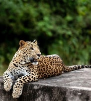 Jaipur、Jhalna Leopard Safariプライベートツアー - Housity