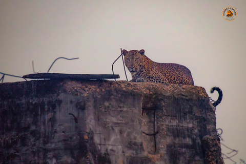 Uganda 10-tägige Wild- und Primaten-Safari.