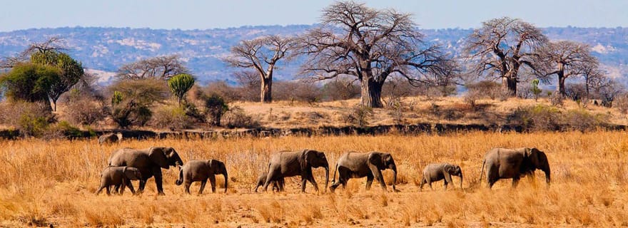 2 jours 1 nuit Parc national Nyerere depuis Zanzibar en avion