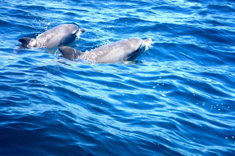 Fingal Head: Cook Island Sea Turtle Snorkel & Boat Transfers