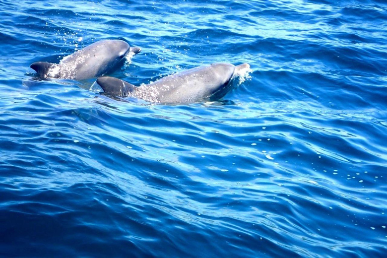 Fingal Head: Cook Island Sea Turtle Snorkel & Boat Transfers